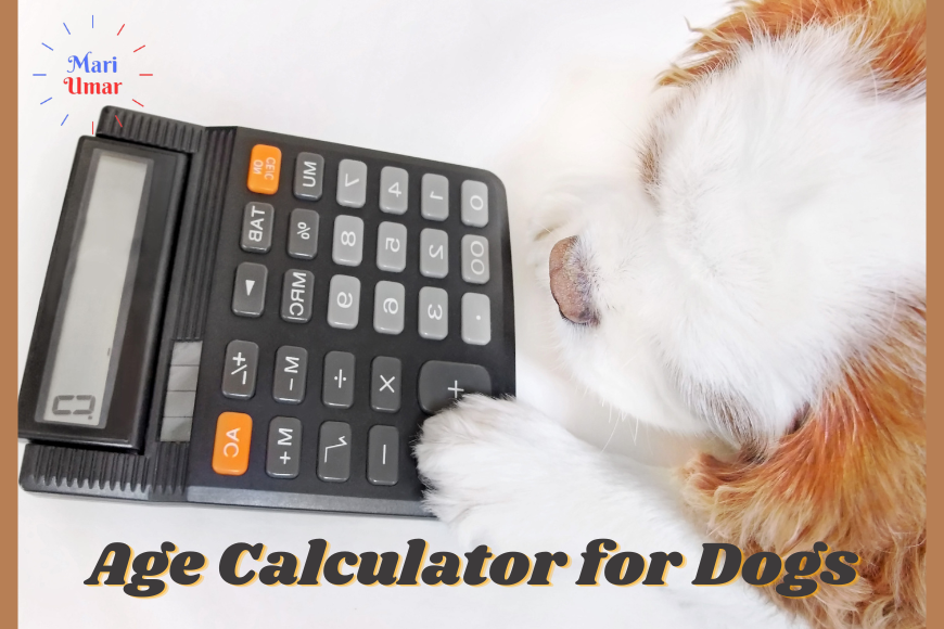 Age Calculator for Dogs | Determine Your Pup's Equivalent Age