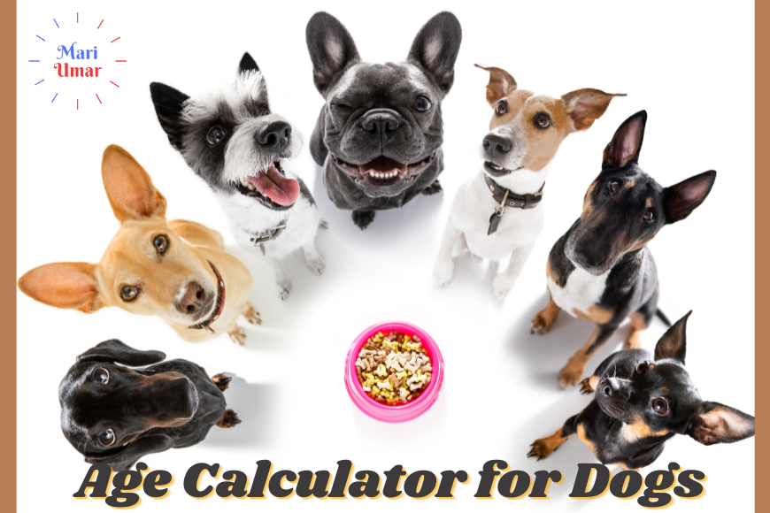 Age Calculator for Dogs